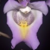 066 Plateaux Bateke 6 Fleur Orchidee 9E50DIMG_31941wtmk.jpg
