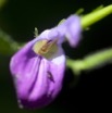 073 Monts de Cristal Plante Fleur Violette 10E5K2IMG_59276wtmk.jpg