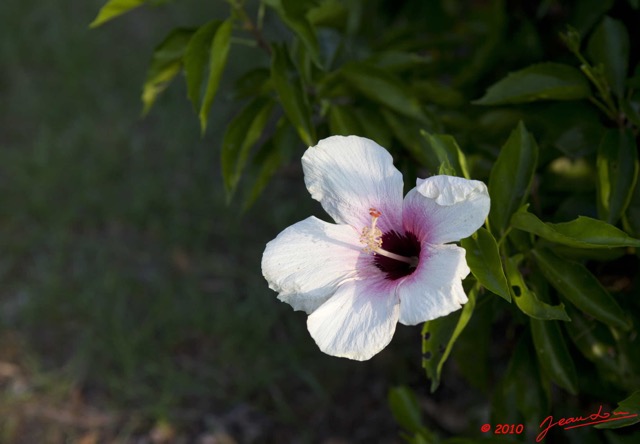 074 GOMBE Fleur Hibiscus Blanc 10E5K2IMG_61103wtmk.jpg