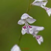 015 Franceville Fleur Liliopsida Asparagales Iridaceae Gladiolus unguiculatus 17E5K3IMG_125042_DxOwtmk.jpg