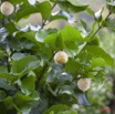 055 Arbuste Nauclea latifolia 11E5K2IMG_66157wtmk.jpg