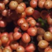 069 Arbre Annonacee Polyalthia sp Fruit Rouges 11E5K2IMG_66542wtmk.jpg