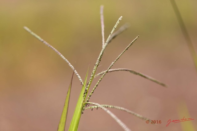 085 Plante Graminee Apogonia Poales Poaceae Jardinea gabonensis 16E5K3IMG_119564wtmk.jpg