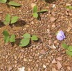 096 Plante Rampante a Fleur Violette A Franceville 16E5K3IMG_119557wtmk.jpg