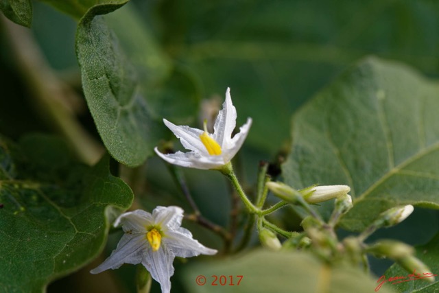0021 Franceville Plante Magnoliopsida Solanales Solanaceae Solanum torvum Fleur 17E5K3IMG_124994_DxOwtmk.jpg