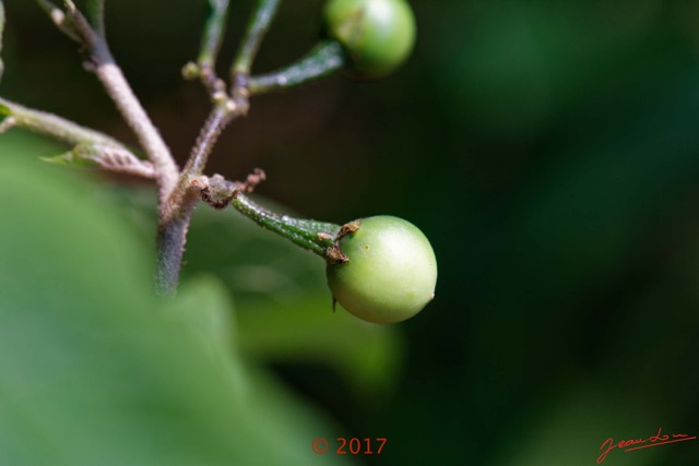 0026 Franceville Plante Magnoliopsida Solanales Solanaceae Solanum torvum Fruit 17E5K3IMG_125028_DxOwtmk.jpg