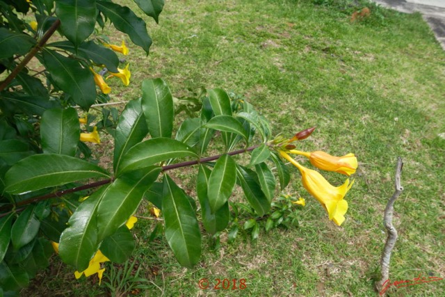 0037 Arbuste 006 Magnoliopsida Gentianales Apocynaceae Allamanda cathartica Franceville 18RX104DSC_1803251004207_DxOwtmk.jpg