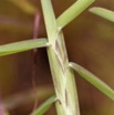 0054 Plante 010 Poales Poaceae Schizachyrium platyphyllum Franceville 18E50IMG_180512133166_DxOwtmk 150k.jpg