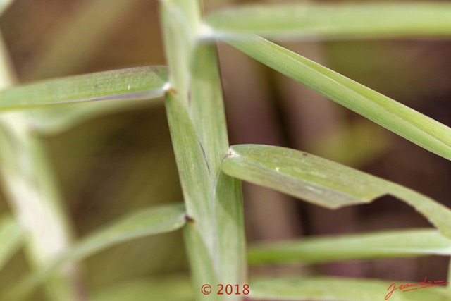 0055 Plante 010 Poales Poaceae Schizachyrium platyphyllum Franceville 18E50IMG_180512133168_DxOwtmk 150k.jpg