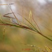 0079 Plante 015 Liliopsida Poales Poaceae Hyparrhenia sp Franceville 18E50IMG_180527133319_DxOwtmk 150k.jpg