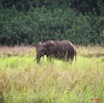 004 GAMBA Elephants a Yenzi E7IMG_0364WTMK.JPG