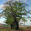 079 Congo Baobab Dolisie et JLA 80s IMG_100002a_DxOwtmk.jpg