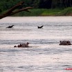 017 LAMBARENE Hippopotames Hippopotamus amphibius dans le Fleuve 9E5K2IMG_52009wtmk.jpg