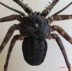 004 Arthropoda Arachnida Amblypygi Amblypyge IMG_1427WTMK.JPG