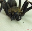 006 Arthropoda Arachnida Araneae Araignee IMG_1529WTMK.JPG