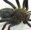 007 Arthropoda Arachnida Araneae Araignee IMG_1533WTMK.JPG