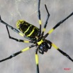 011 Arthropoda Arachnida Araneae Araignee Nephila turneri f IMG_4376WTMK.JPG
