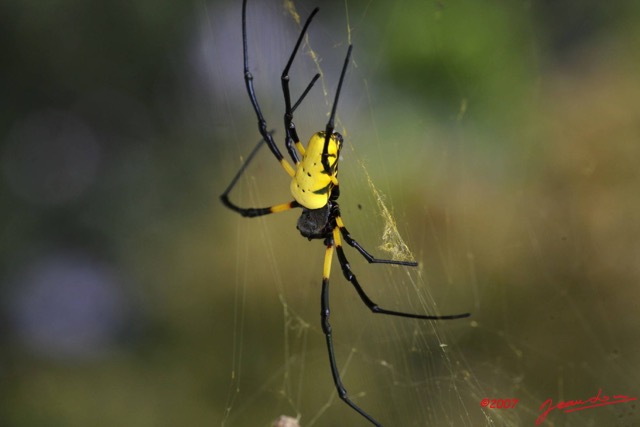 012 Arthropoda Arachnida Araneae Araignee Nephila turneri f IMG_4388WTMK.JPG