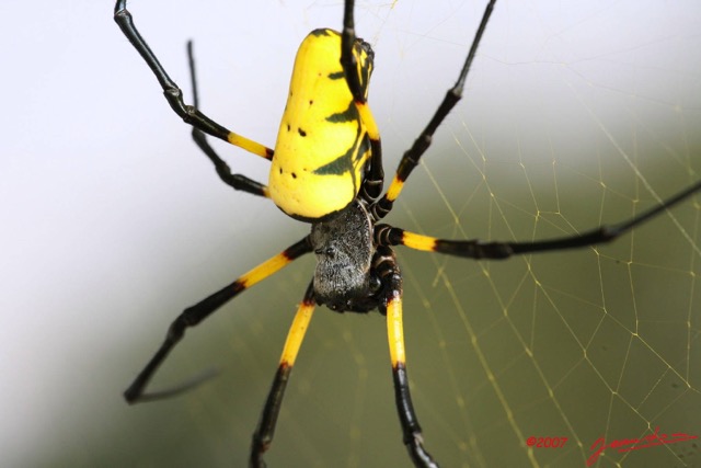 014 Arthropoda Arachnida Araneae Araignee Nephila turneri f IMG_4474WTMK.JPG