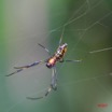 016 Arthropoda Arachnida Araneae Araignee IMG_5265WTMK.JPG