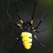 018 Arthropoda Arachnida Araneae Araignee Nephila turneri f 7IMG_5171WTMK.JPG