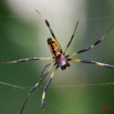 021 Arthropoda Arachnida Araneae Araignee 1R IMG_5301WTMK.JPG