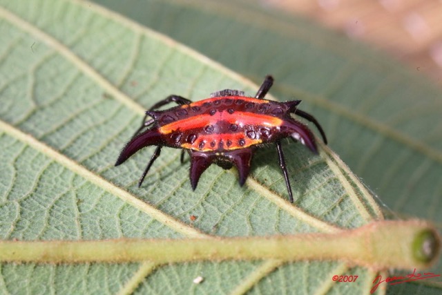 033 Arthropoda Arachnida Araneae Araignee 7IMG_6756WTMK.JPG