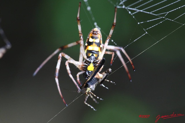 036 LANGOUE Arthropoda Arachnida Araneae Araignee avec Mouche 7IMG_8047WTMK.JPG