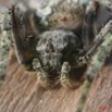 043 Arthropoda Arachnida Araneae Araignee 09 7EIMG_8991WTMK.JPG