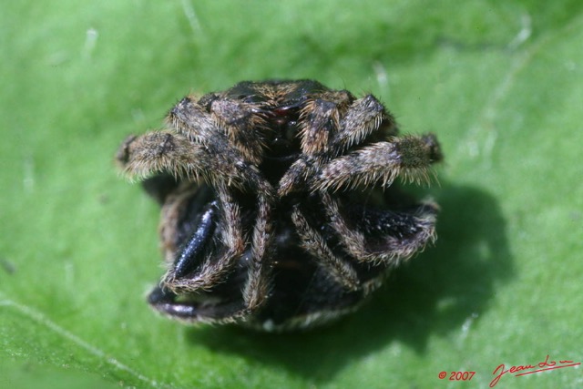057 Arthropoda Arachnida Araneae Araignee 10 7EIMG_2705WTMK.JPG
