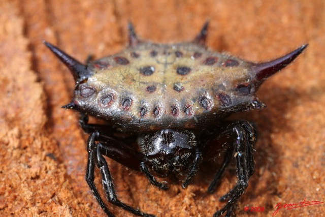 065 Arthropoda Arachnida Araneae Araignee 12 8EIMG_15481WTMK.JPG