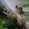 073 Arthropoda Arachnida Araneae Araignee 15 Eclosion 8EIMG_18003WTMK.JPG