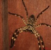 077 MIKONGO Arthropoda Arachnida Araneae Araignee 8EIMG_19437WTMK.JPG
