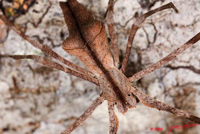 078 Arthropoda Arachnida Araneae Araignee 16 8EIMG_22454wtmk.JPG