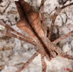 078 Arthropoda Arachnida Araneae Araignee 16 8EIMG_22454wtmk.JPG