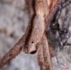 081 Arthropoda Arachnida Araneae Araignee 16 8EIMG_22496wtmk.JPG