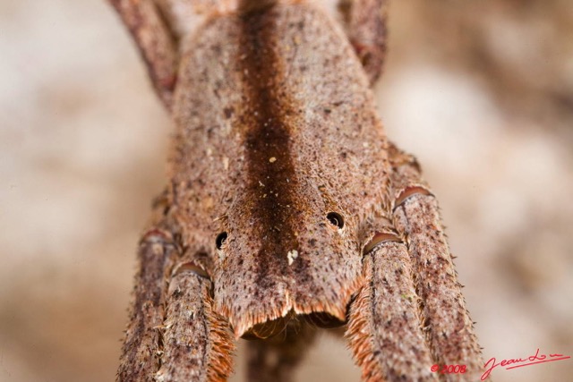 083 Arthropoda Arachnida Araneae Araignee 16 8EIMG_22444wtmk.JPG