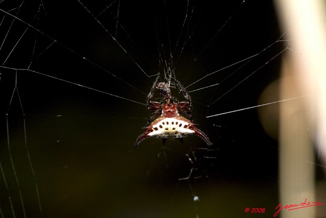 087 KESSALA Arthropoda Arachnida Araneae Araignee 19 8EIMG_26437wtmk.jpg
