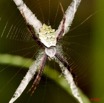 092 Arthropoda Arachnida Araneae Araignee 20 8E50IMG_30227wtmk.jpg