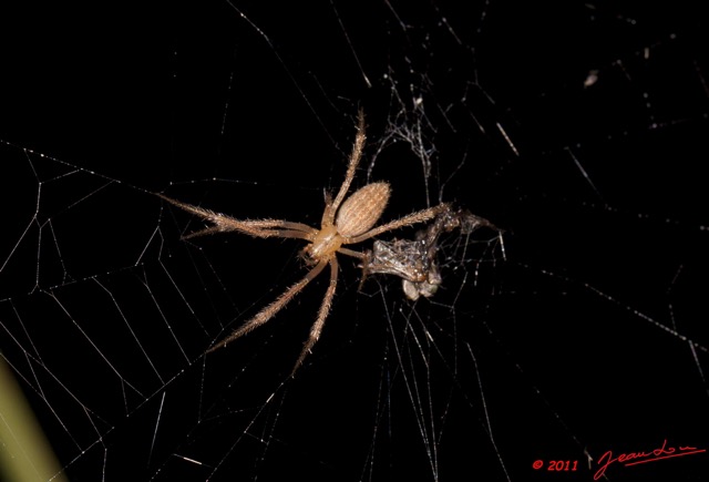 002 Arthropoda Arachnida Araneae Araignee 44 a Koulamoutou 11E50IMG_32500wtmk.jpg