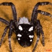 007 Arthropoda Arachnida Araneae Araignee 28 9E50IMG_31132wtmk.jpg