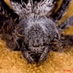 008 Arthropoda Arachnida Araneae Araignee 28 9E50IMG_31136wtmk.jpg
