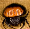 010 Foret Abeilles Arthropoda Arachnida Araneae Araignee 26 9E50IMG_31081wtmk.jpg