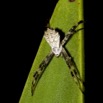 011 La Lope Arthropoda Arachnida Araneae Araignee 25 9E50IMG_31067wtmk.jpg