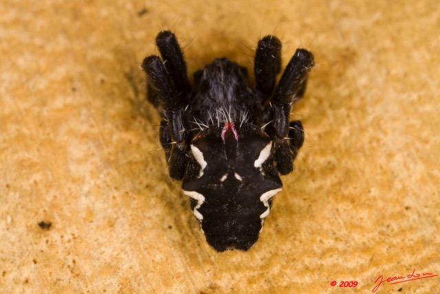 012 La Lope Arthropoda Arachnida Araneae Araignee 27 9E50IMG_31090wtmk.jpg