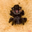 014 La Lope Arthropoda Arachnida Araneae Araignee 27 9E50IMG_31096wtmk.jpg