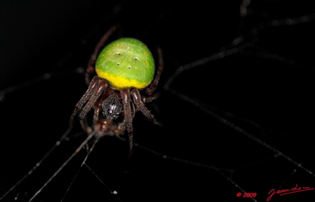 019 Arthropoda Arachnida Araneae Araignee 28 95D2IMG_50279WTMK.jpg