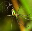 023 Kaya Arthropoda Arachnida Araneae Araignee 9E50IMG_31770wtmk.jpg