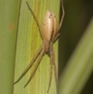 029 Plateaux Bateke 6 Arthropoda Arachnida Araneae Araignee 30 9E50DIMG_31939wtmk.jpg