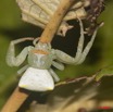 030 Plateaux Bateke 6 Arthropoda Arachnida Araneae Araignee 31 9E50DIMG_31943wtmk.jpg